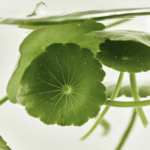 Beauty Of Joseon Light On Serum: Centella+ Vitamin C
